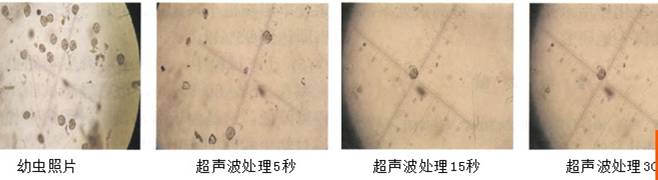 超声波处理幼虫效果